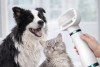 Baixo Ruído!,Escova Secadora Pet – 2 EM 1 Seca Remove Pelos Coelho Gato cachorro 110V